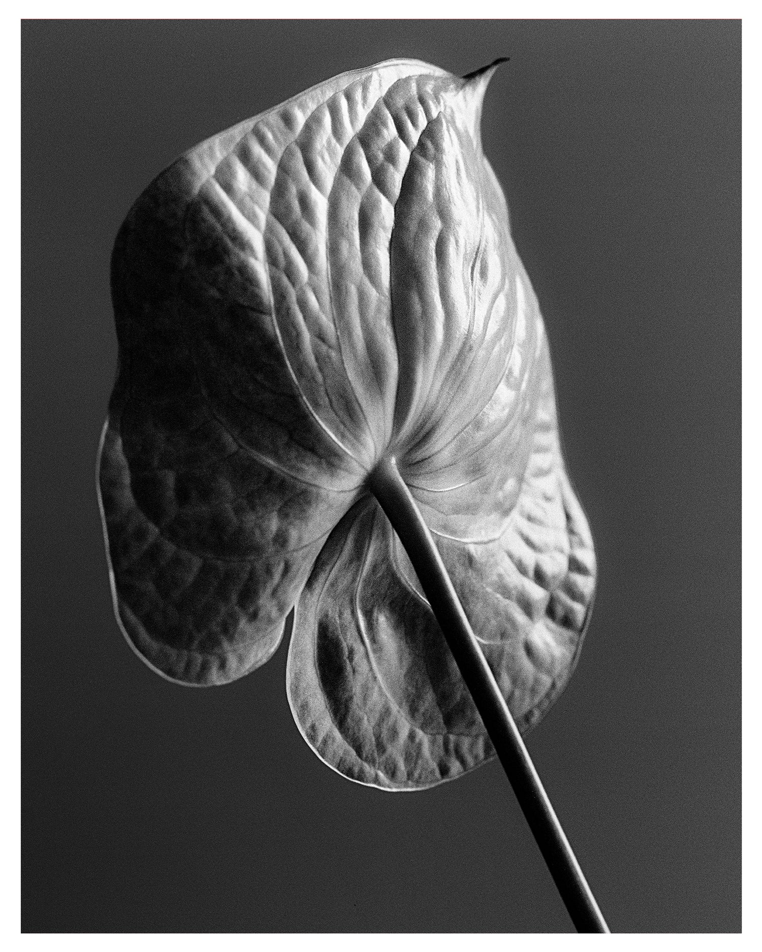 anthurium print 1950s Anthurium I – Fine Art Photography Print