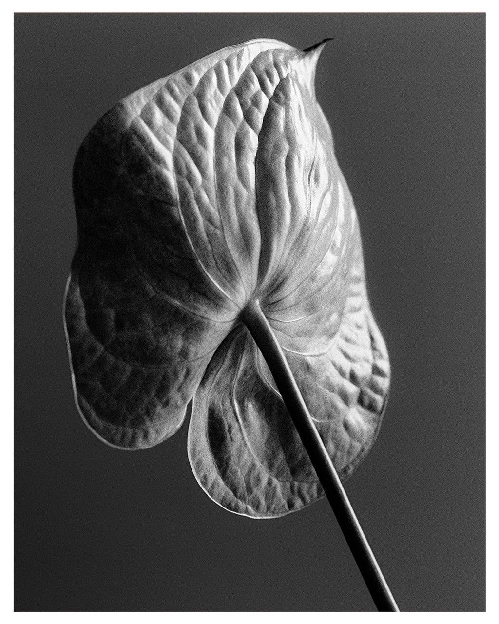 Anthurium I Art Print