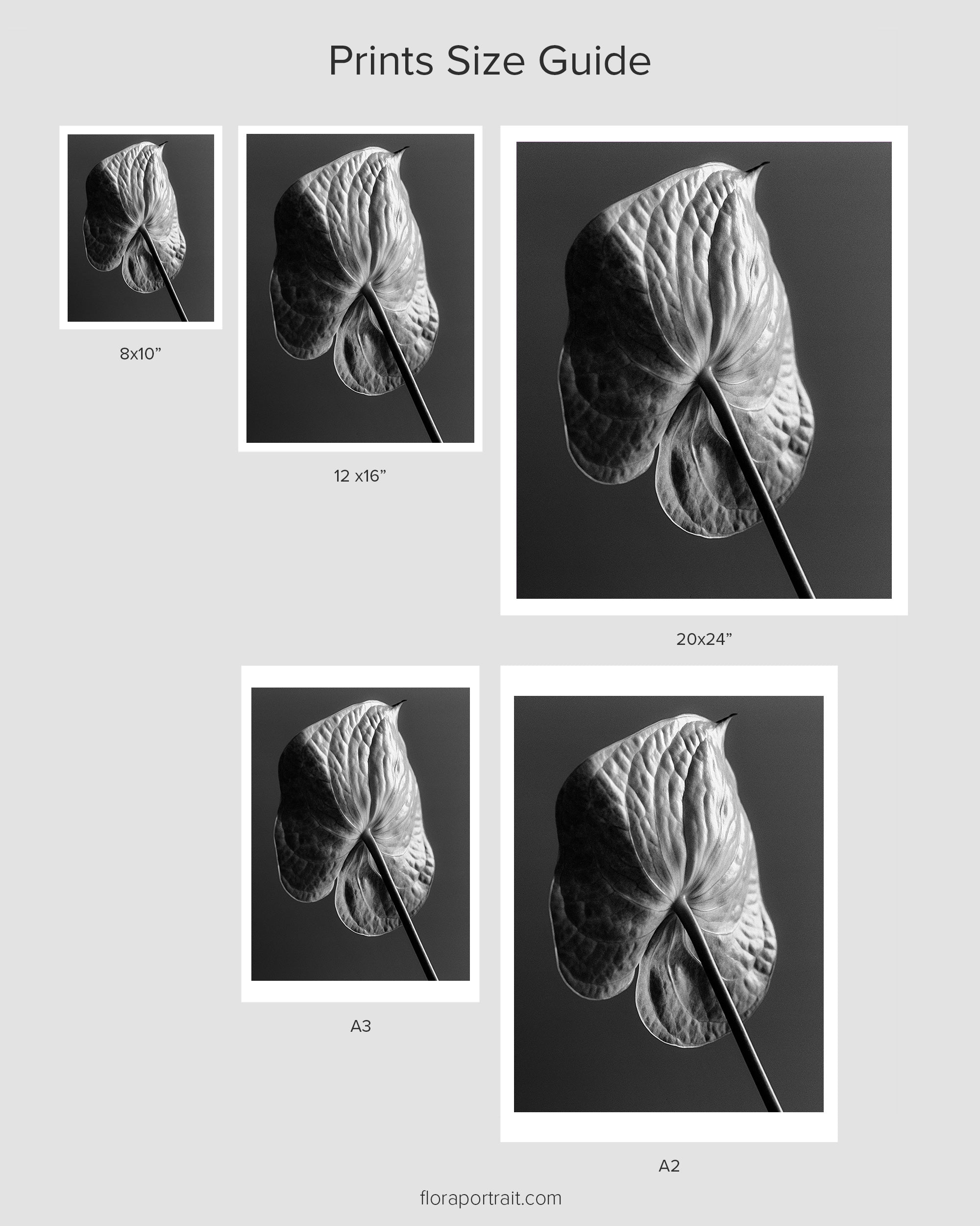 anthurium print 1950s Anthurium I – Fine Art Photography Print