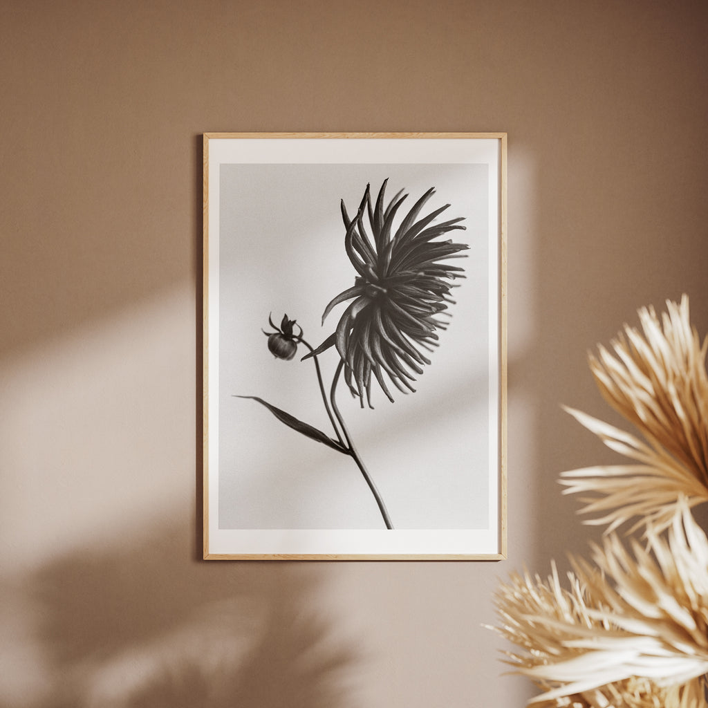 Dahlia I Art Print