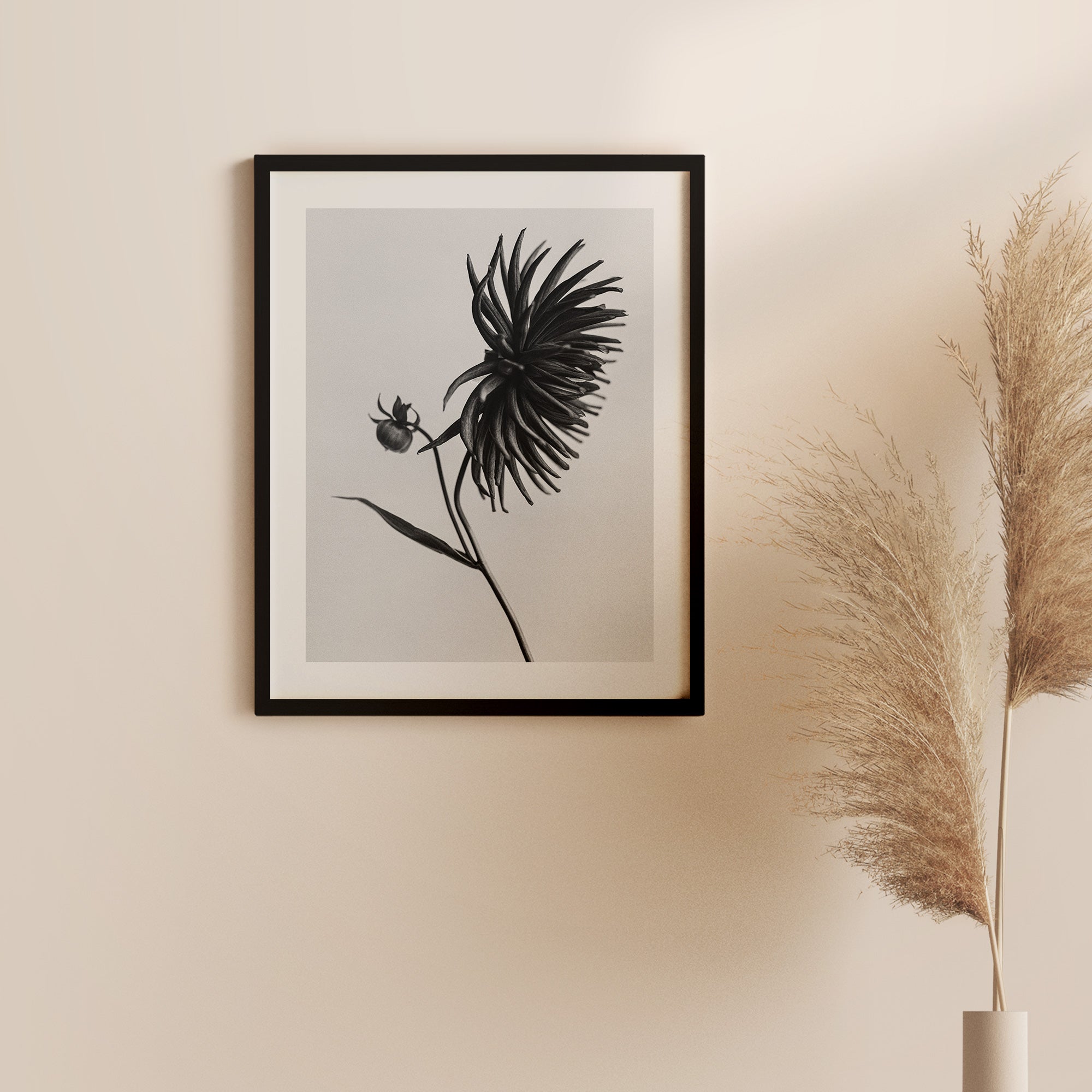 Dahlia I Art Print