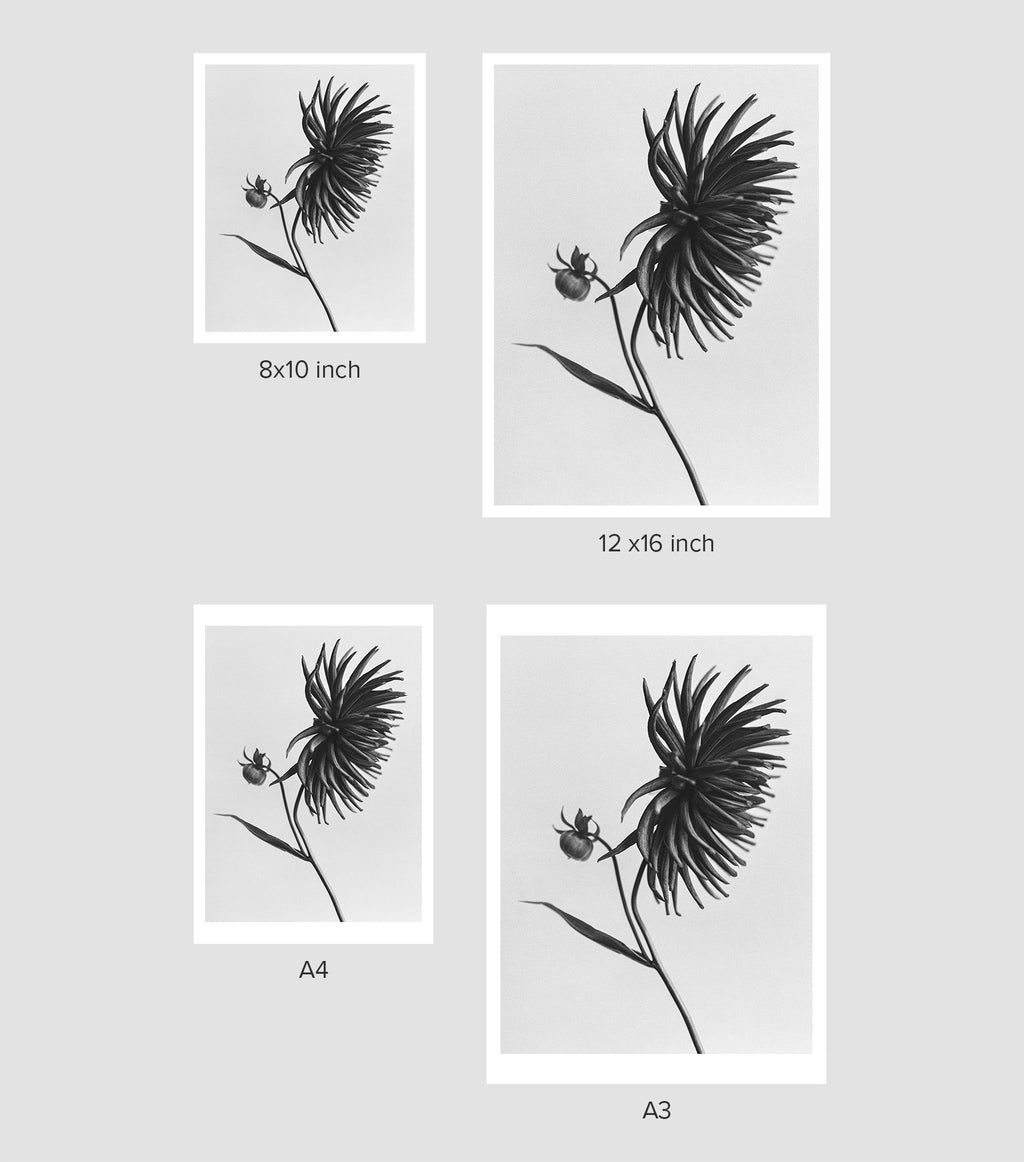 Dahlia I Art Print