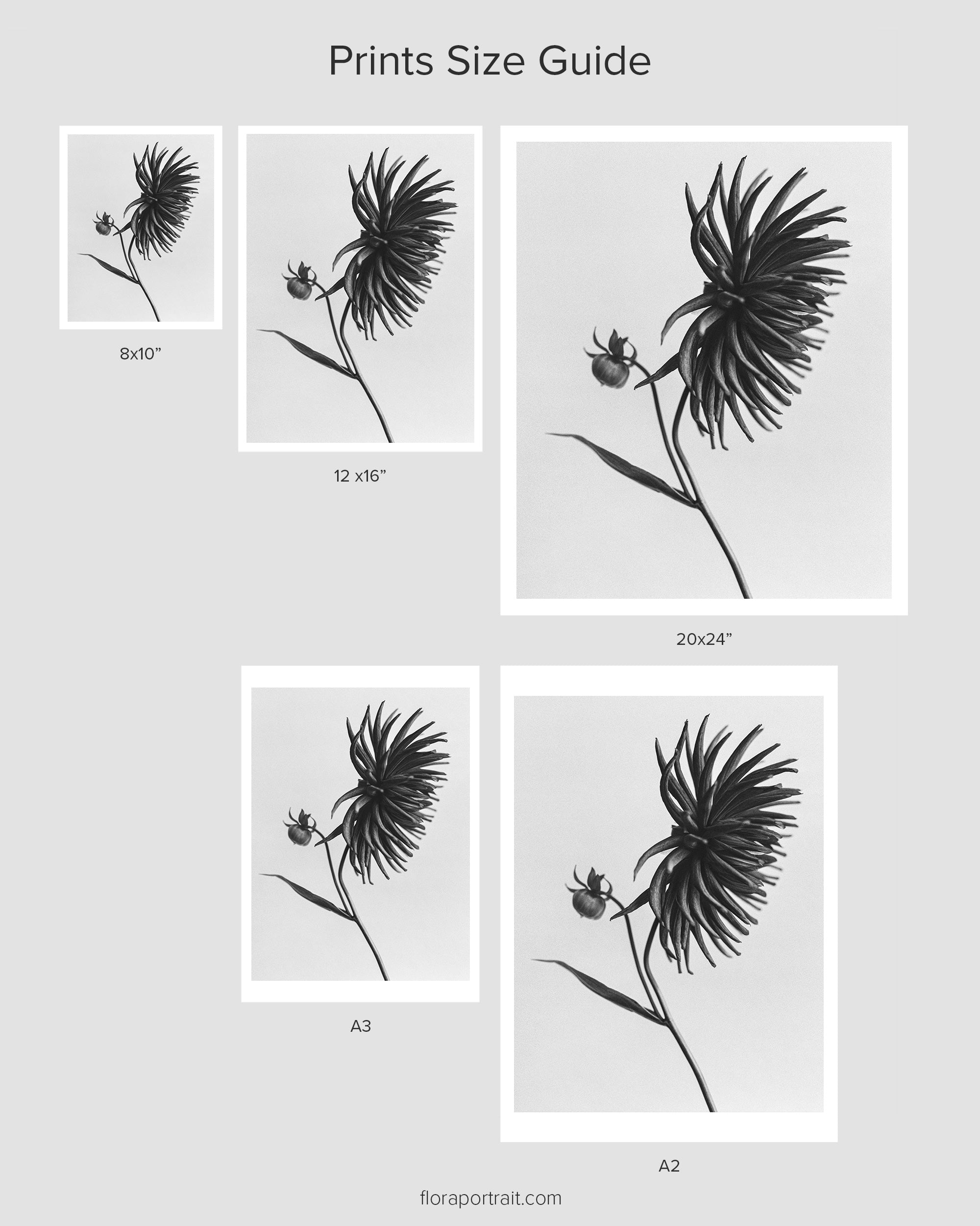 Dahlia I Art Print