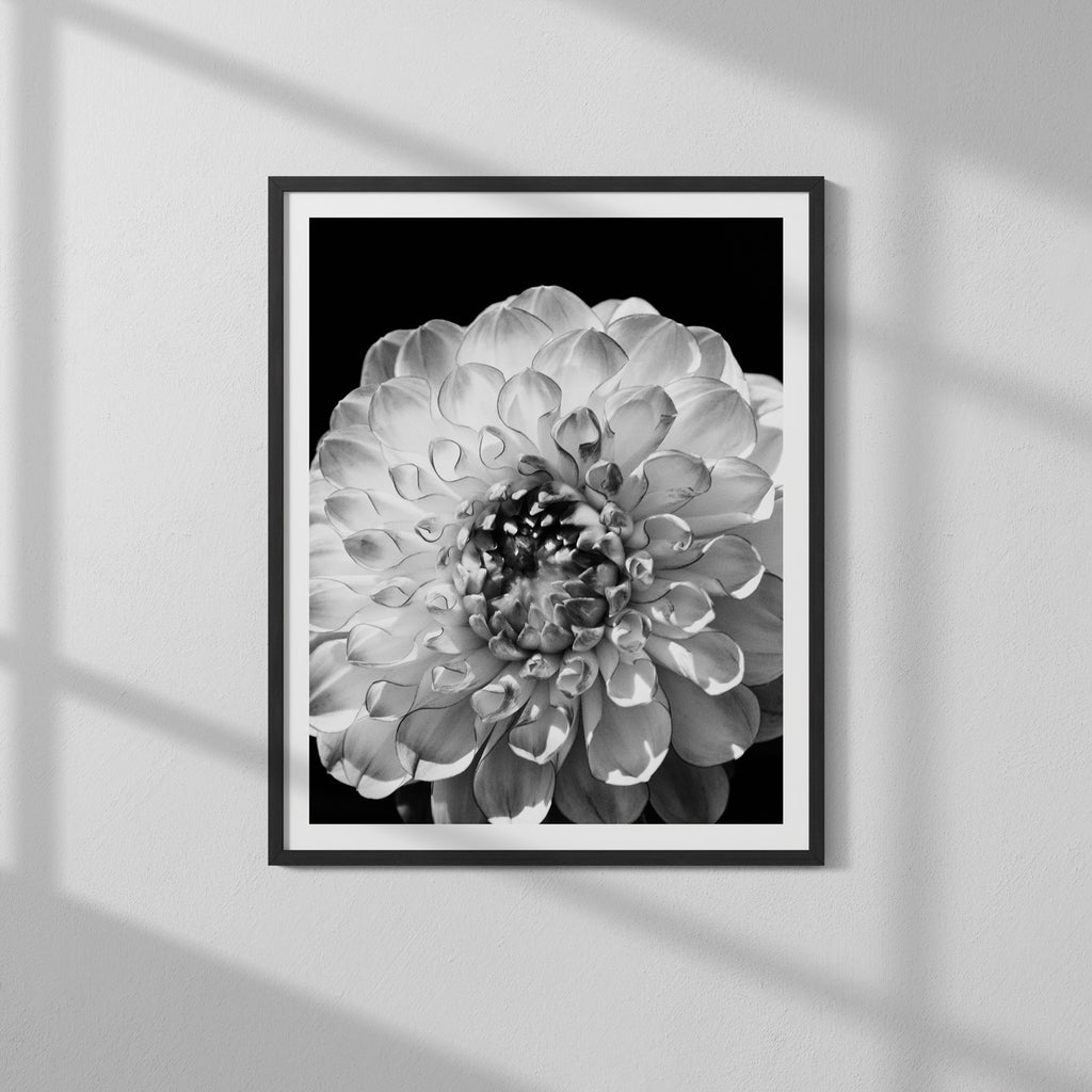 Dahlia Close Up Fine Art Print