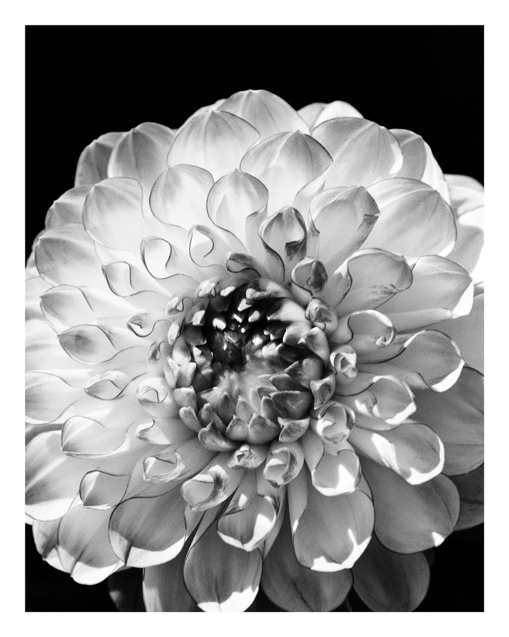 Dahlia Close Up Fine Art Print