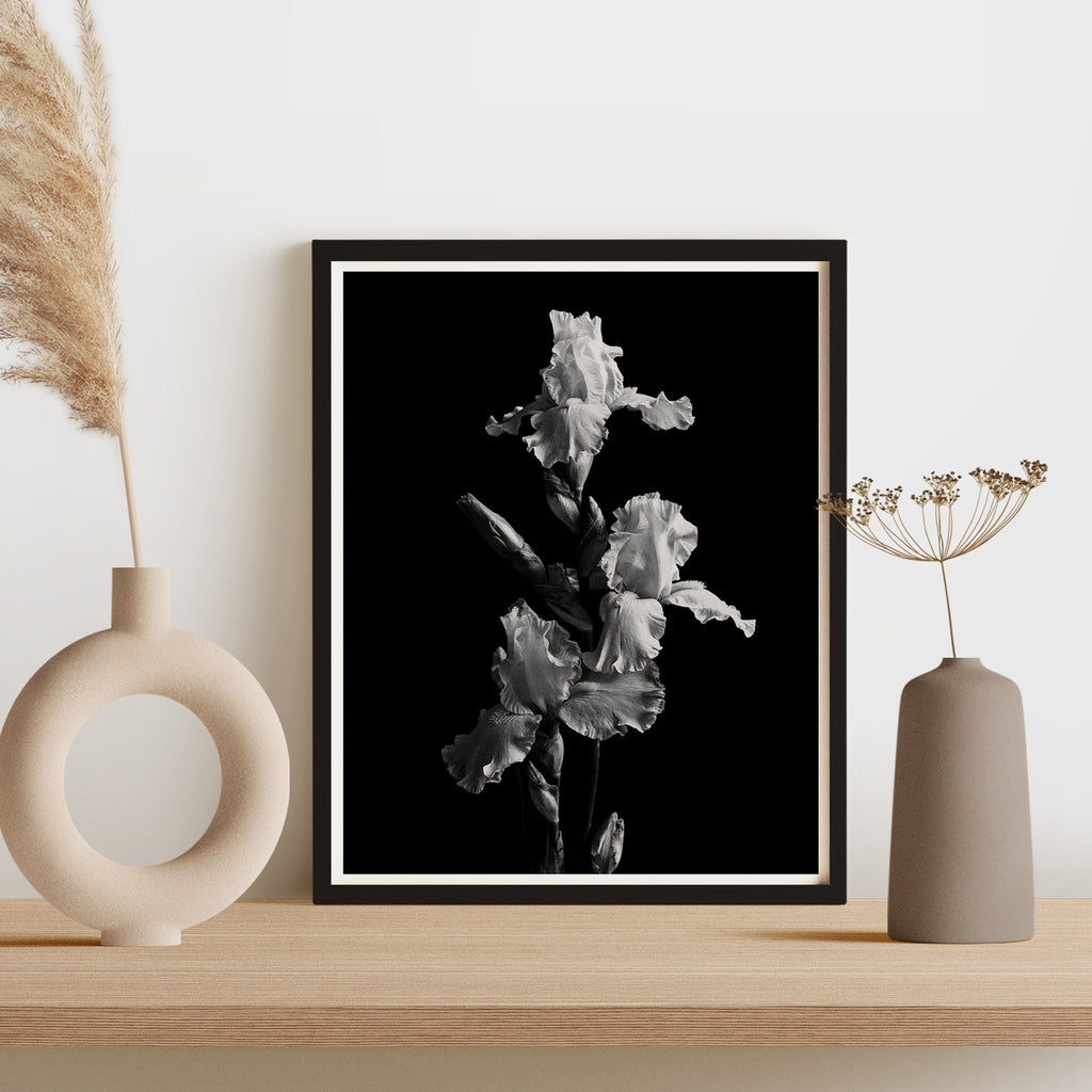 Garden Iris II Art Print