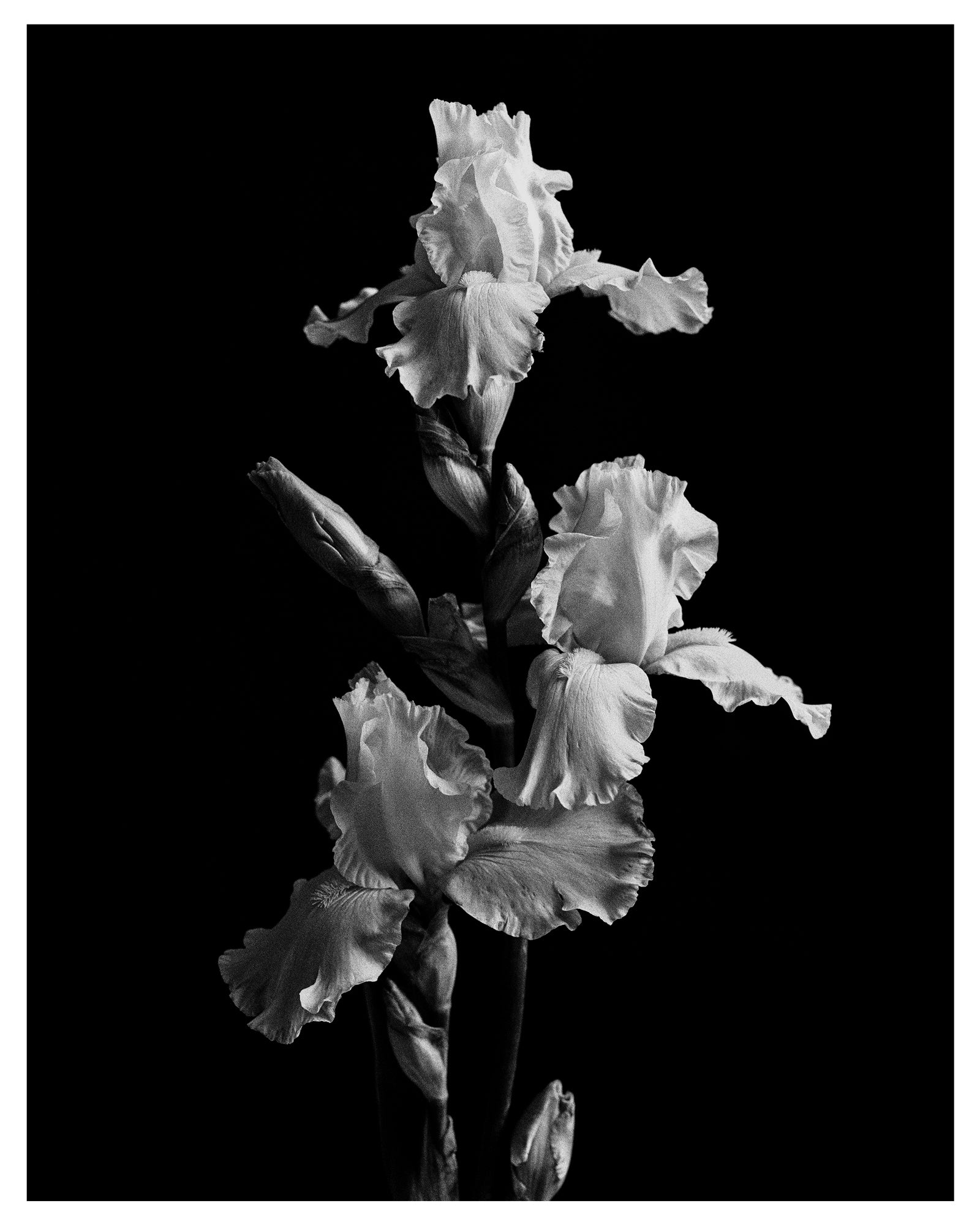 Garden Iris II Art Print