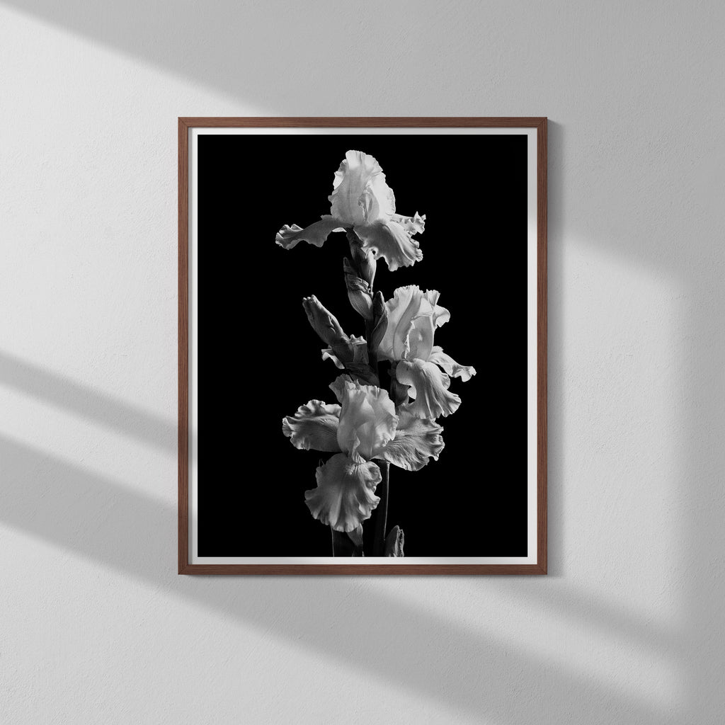 Garden Iris II Art Print
