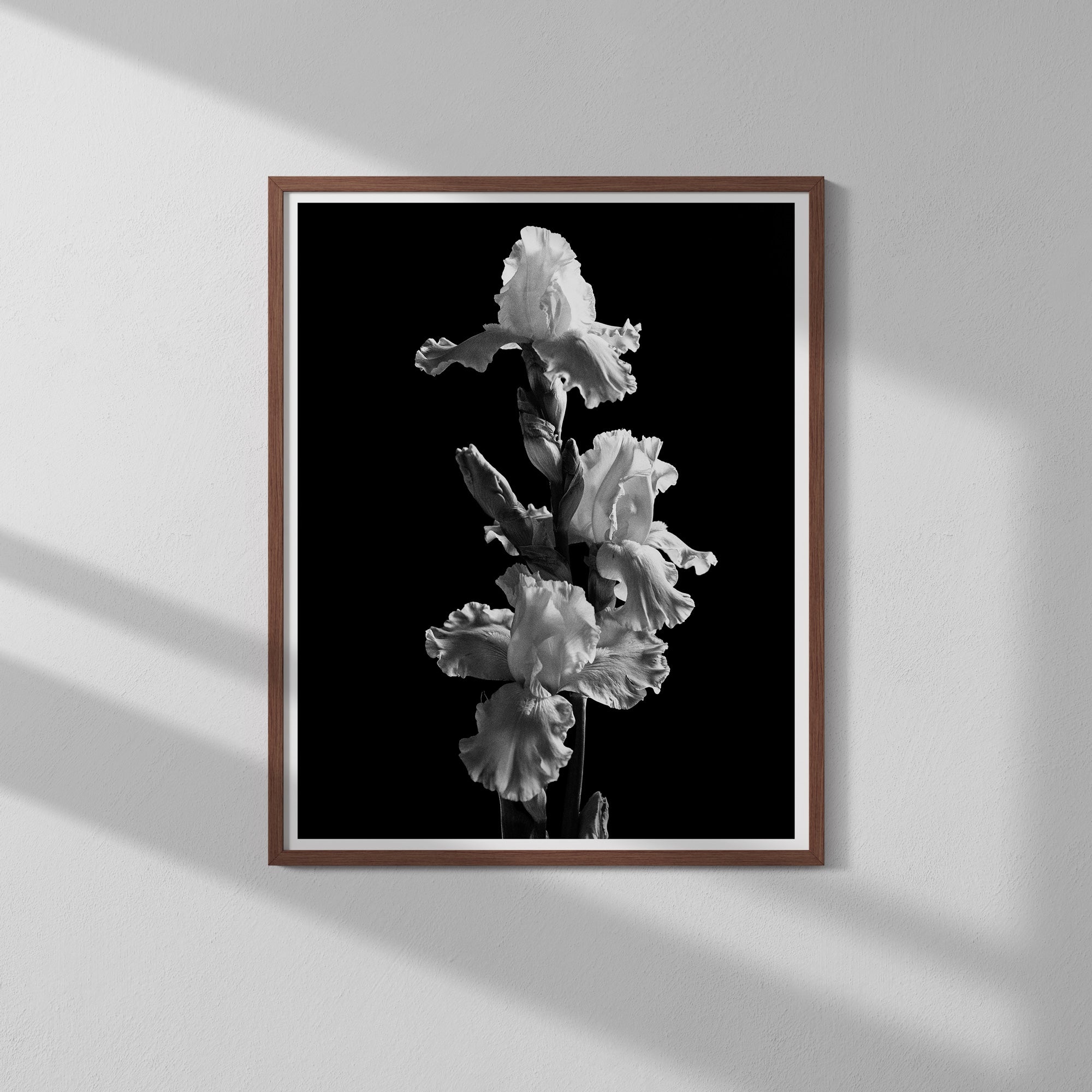 Garden Iris II Art Print