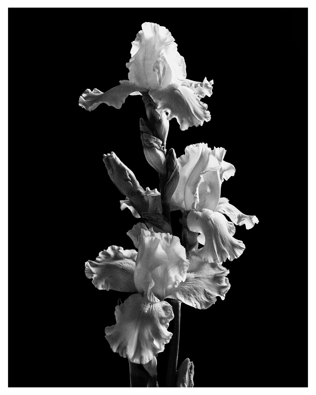 Garden Iris II Art Print