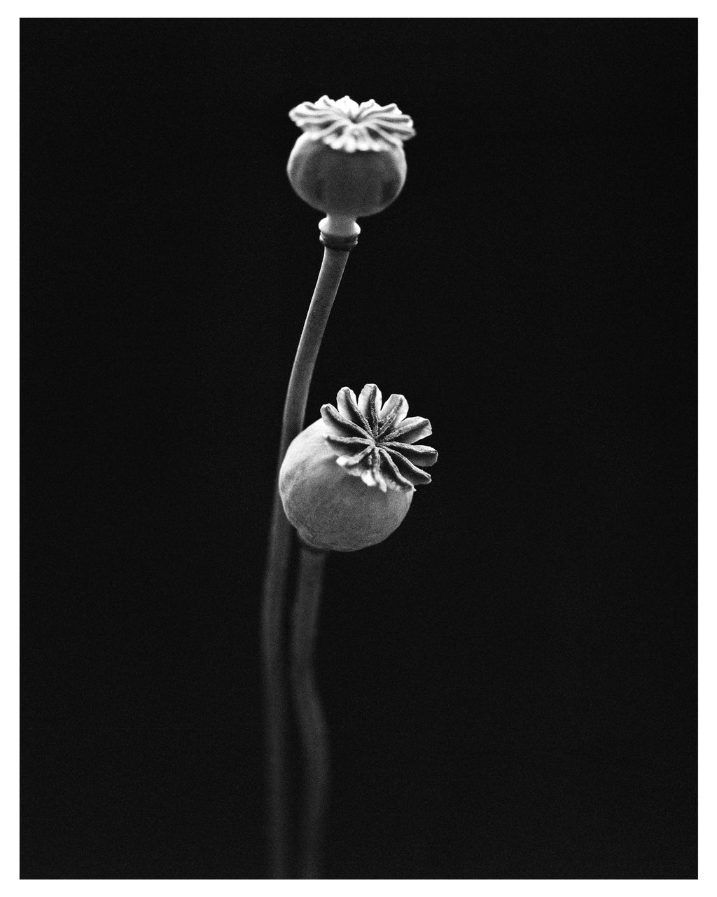 Garden Poppy II Fine Art Print