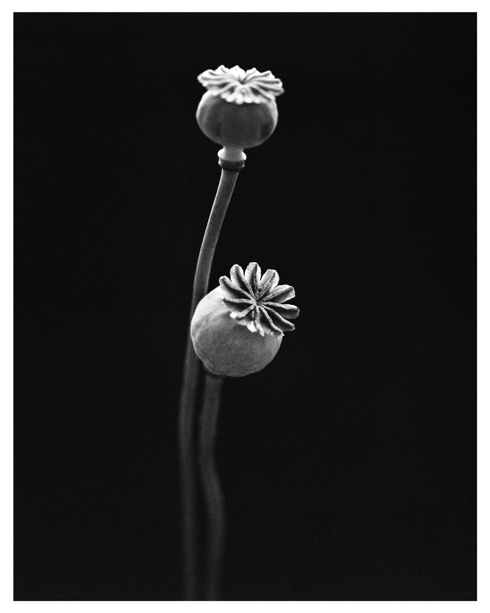 Garden Poppy II Fine Art Print