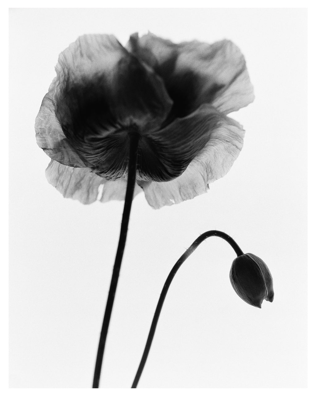 Garden Poppy I Art Print