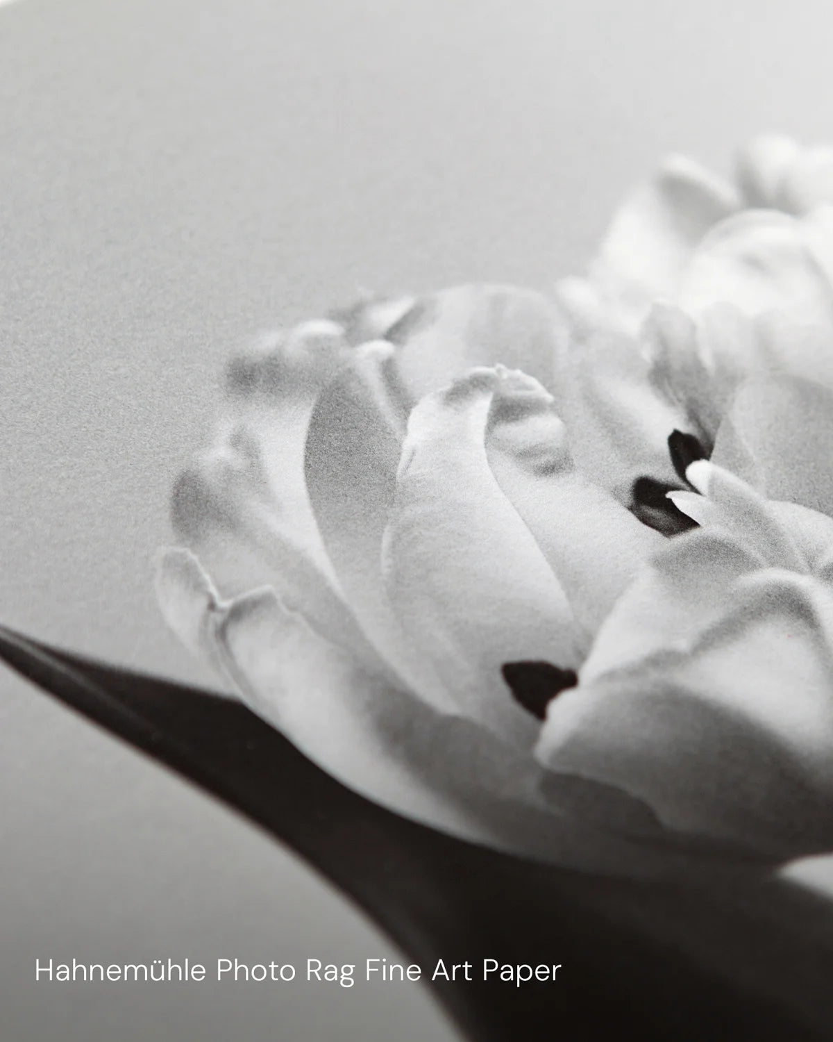 Anthurium I Art Print