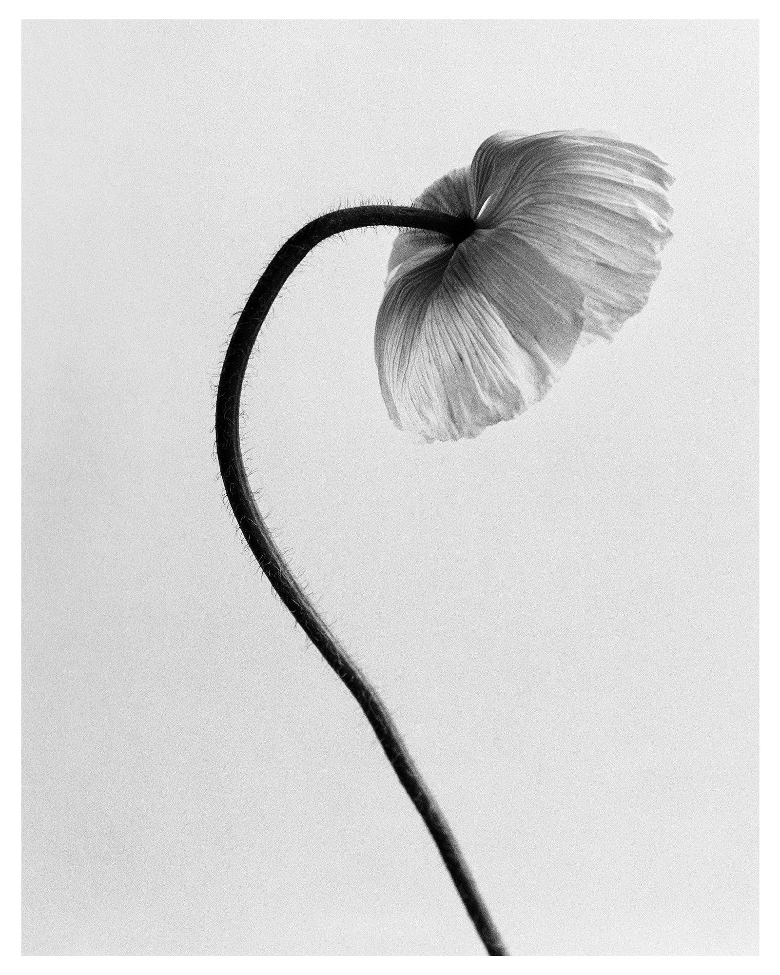 Icelandic Poppy I Art Print