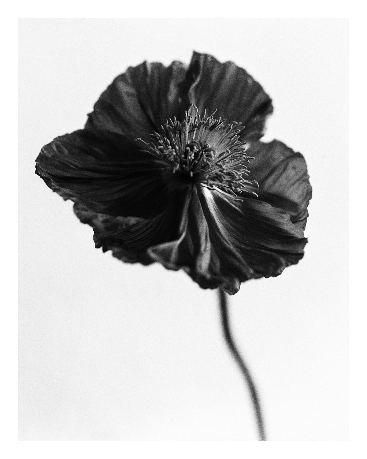 Icelandic Poppy II Fine Art Print