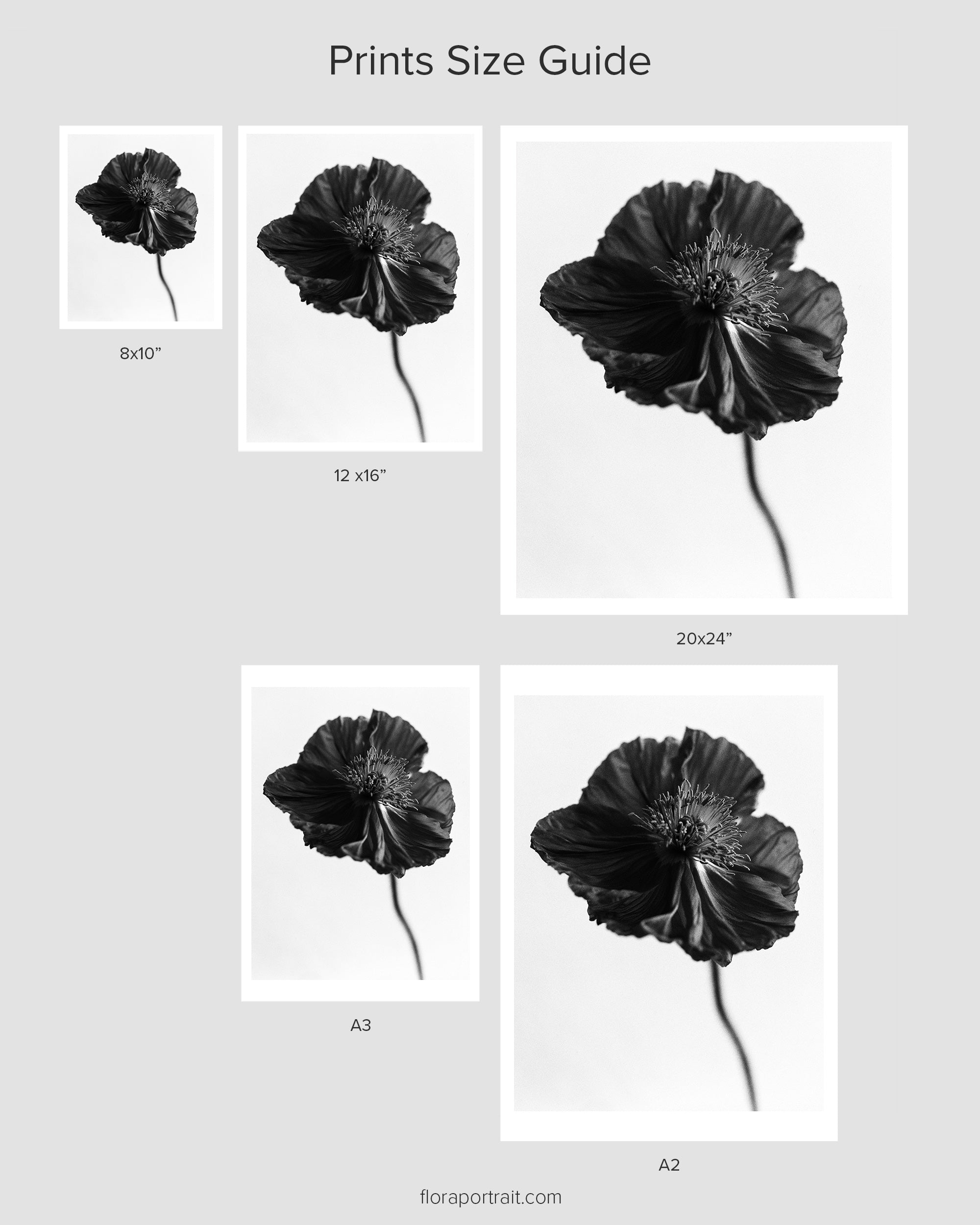 Icelandic Poppy II Fine Art Print