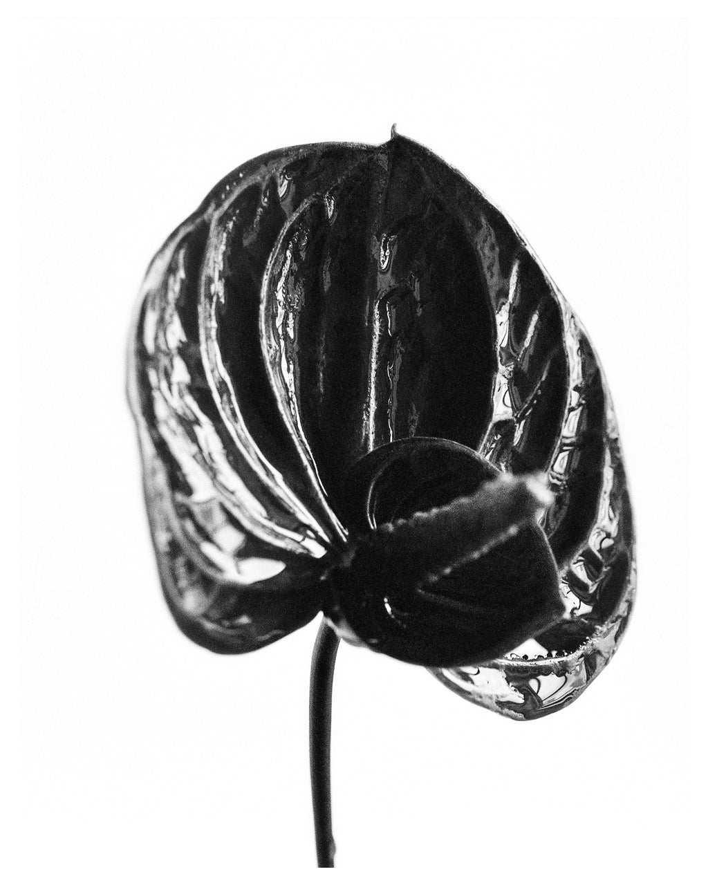 Red Anthurium I Fine Art Print