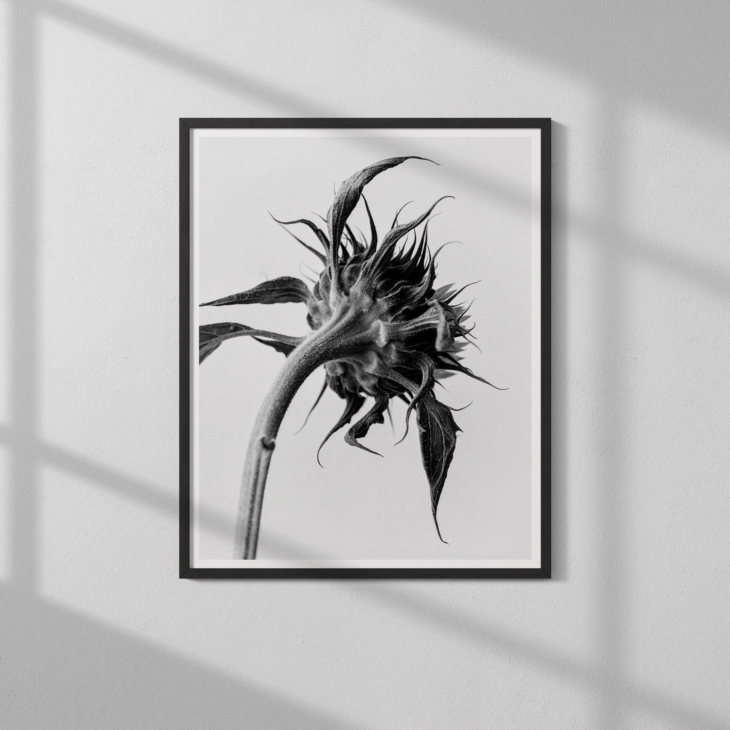 Sunflower Light I Art Print