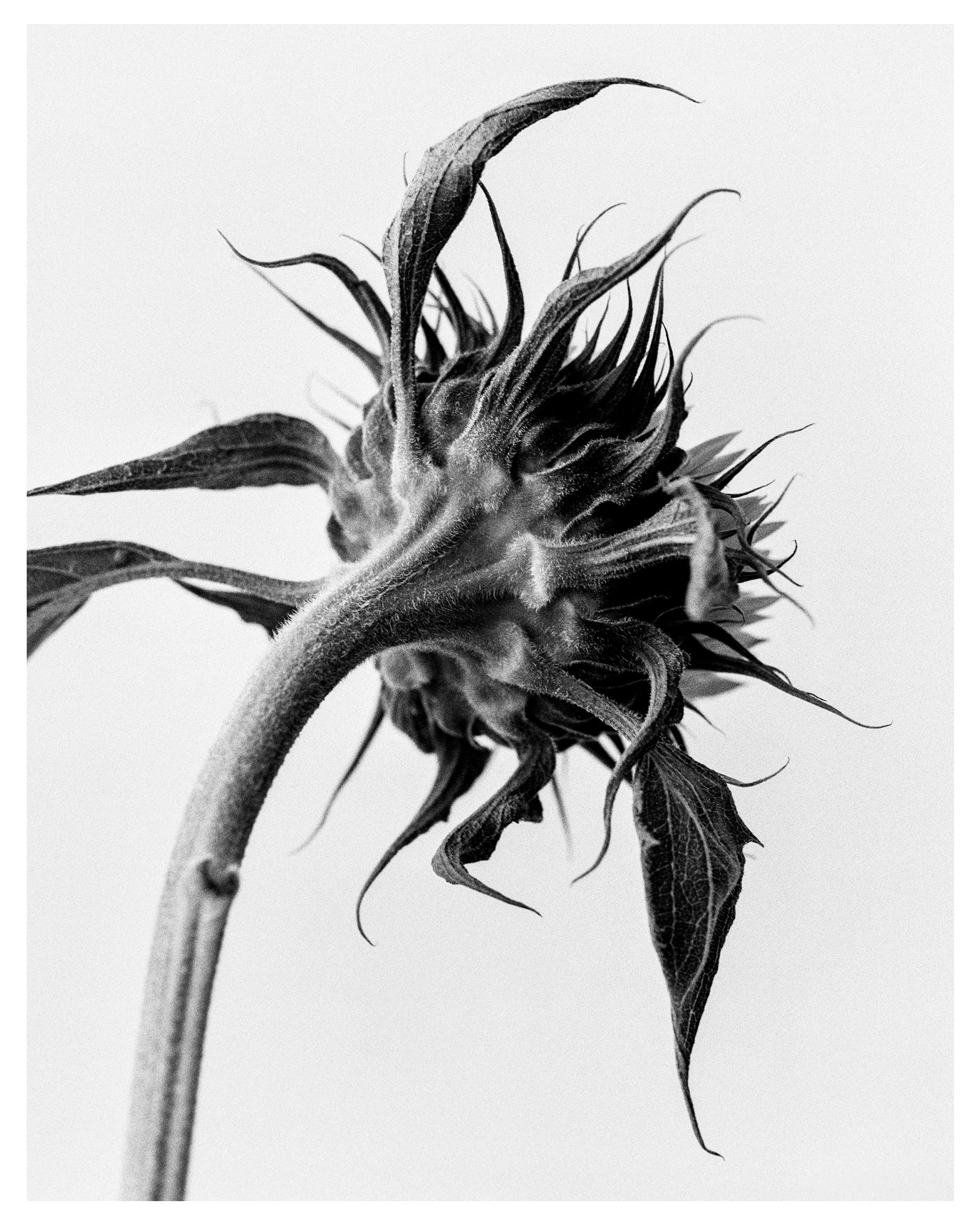 Sunflower Light I Art Print