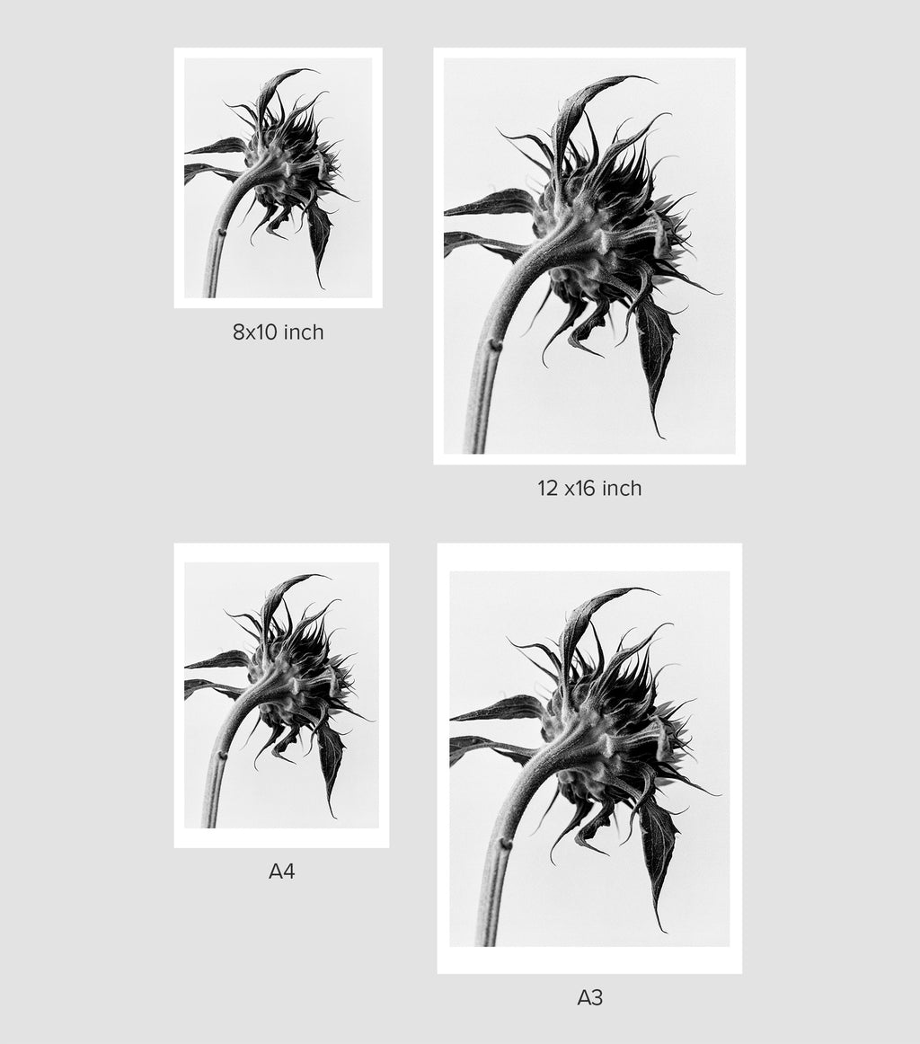 Sunflower Light I Fine Art Print