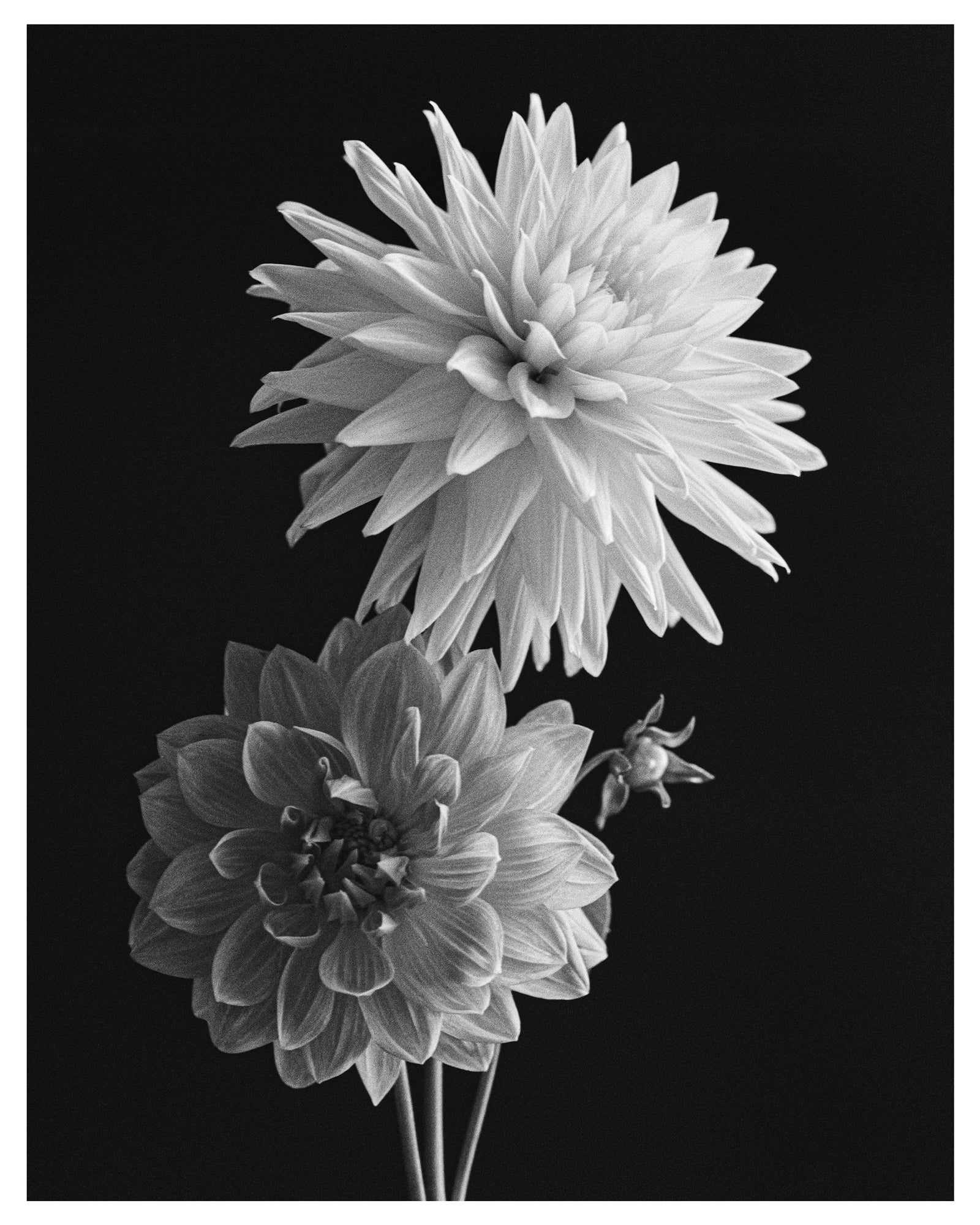 Two Dahlias I Art Print