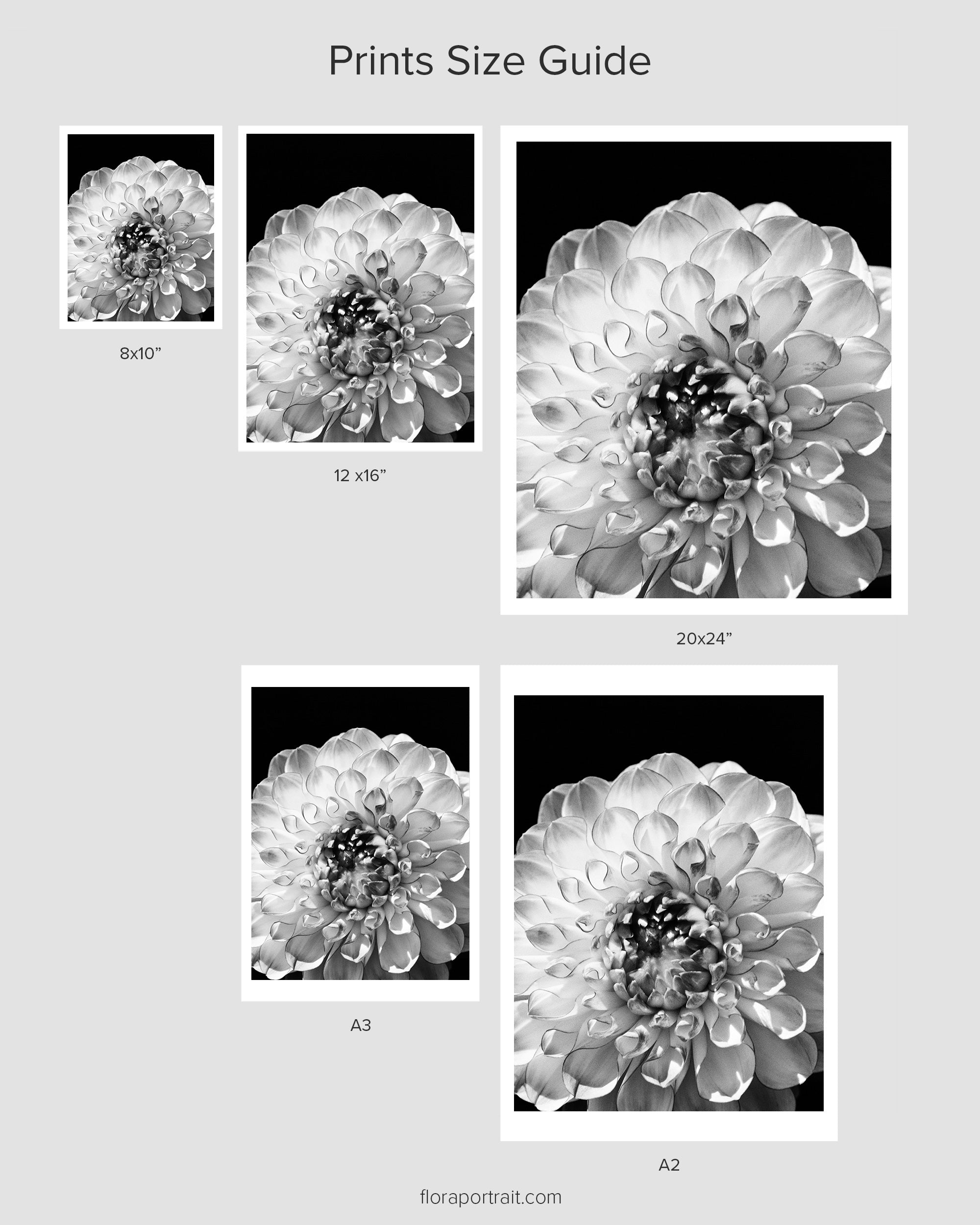 Dahlia Close Up Fine Art Print