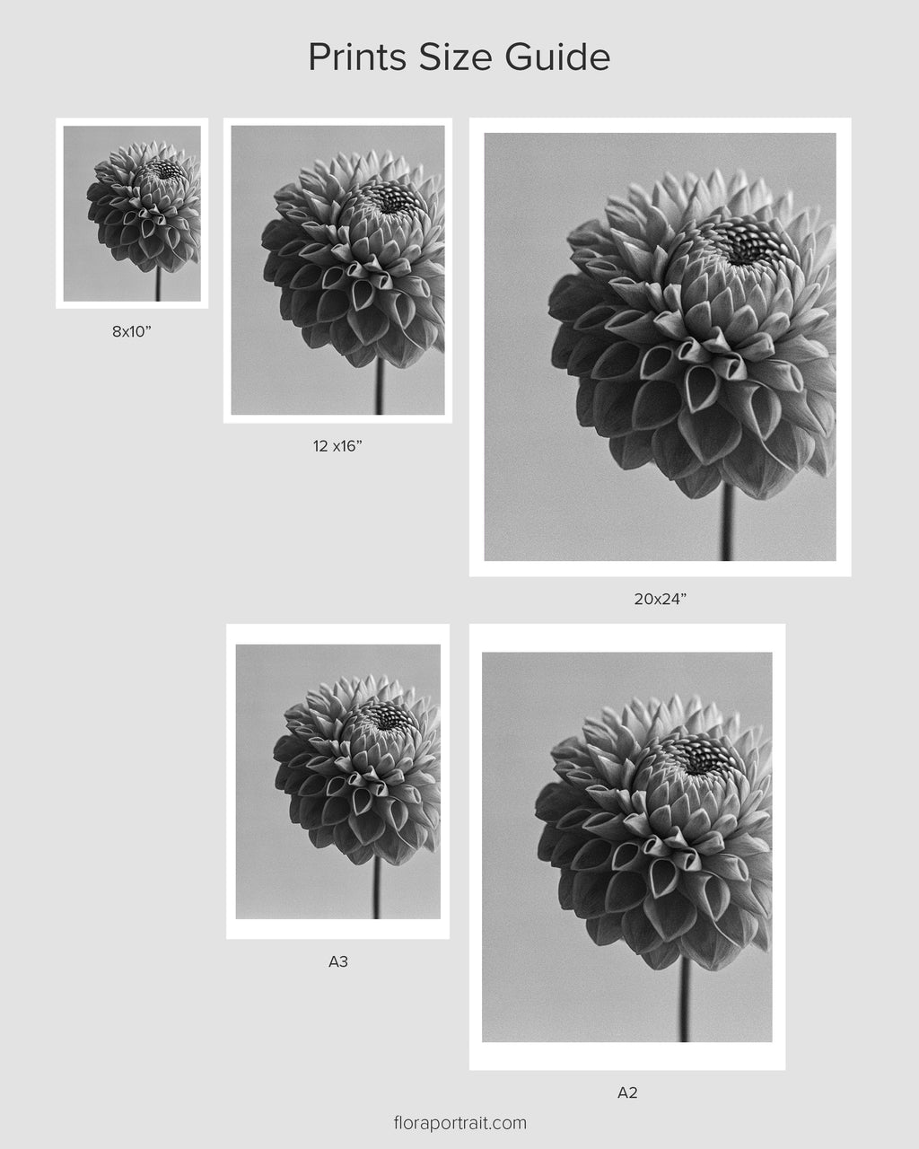 Dahlia II Fine Art Print