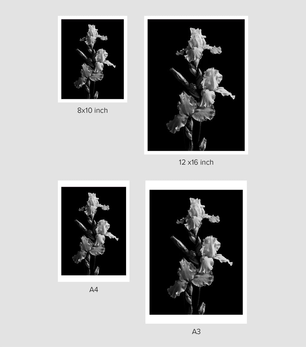 Garden Iris II Art Print