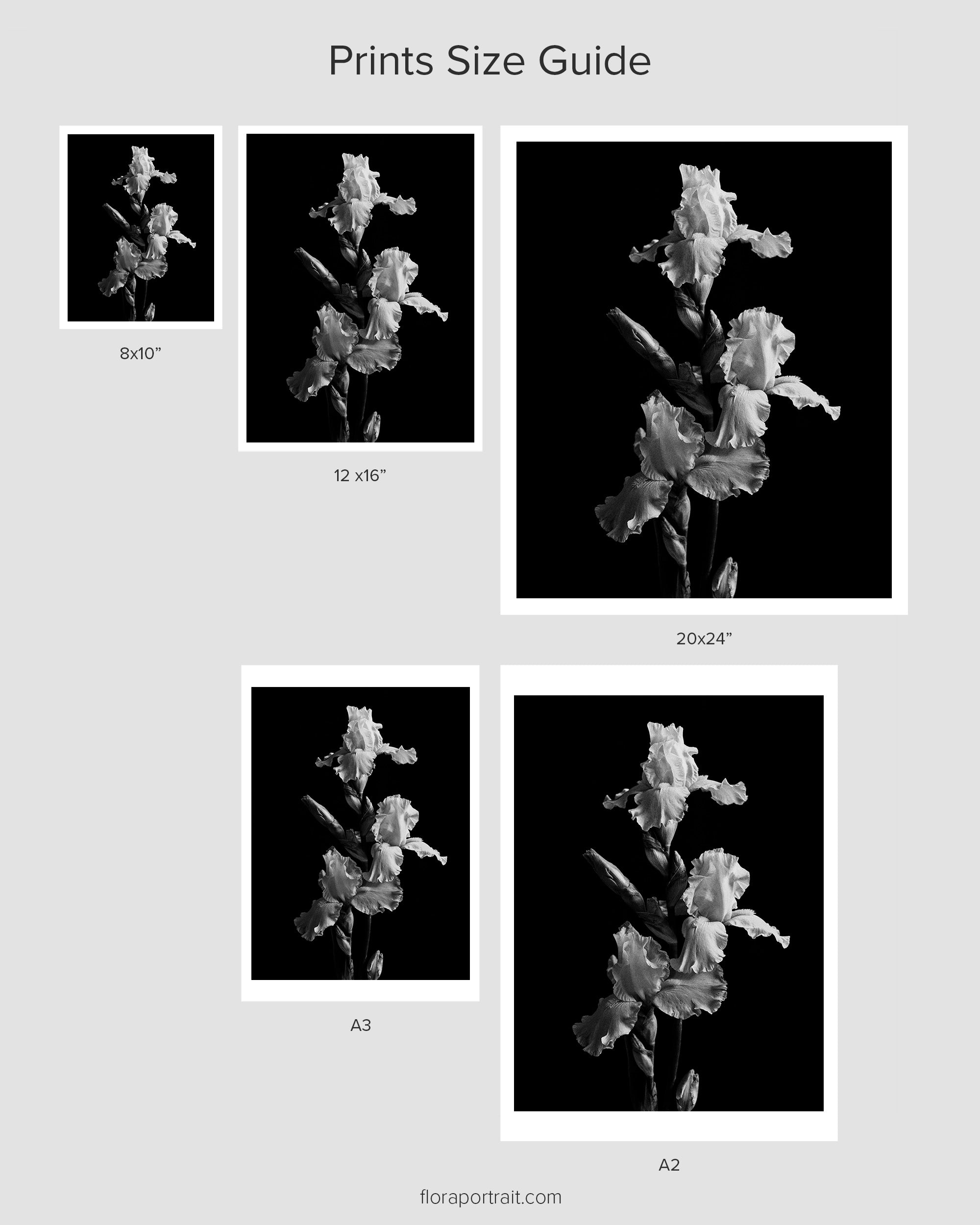 Garden Iris II Art Print