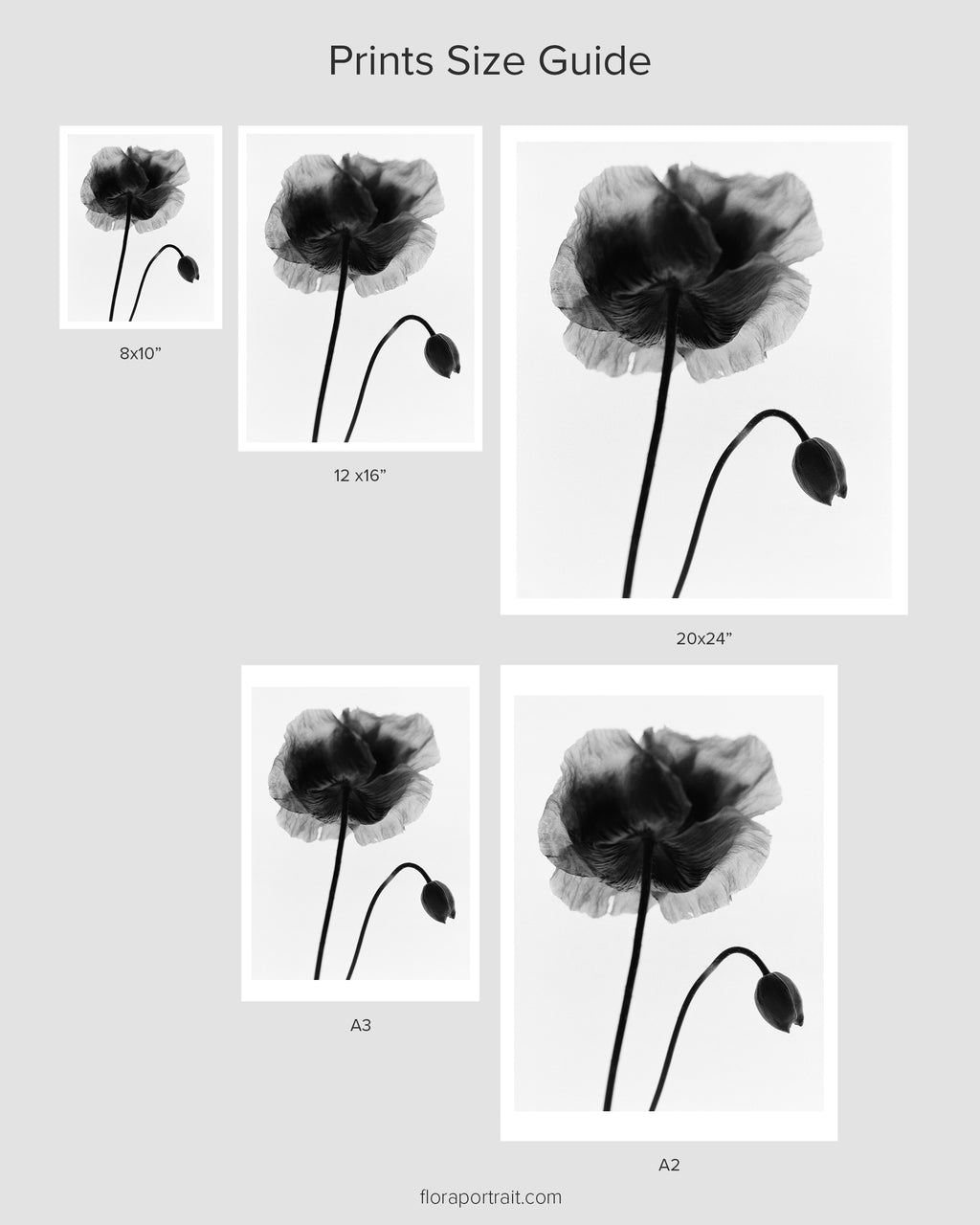Garden Poppy I Fine Art Print