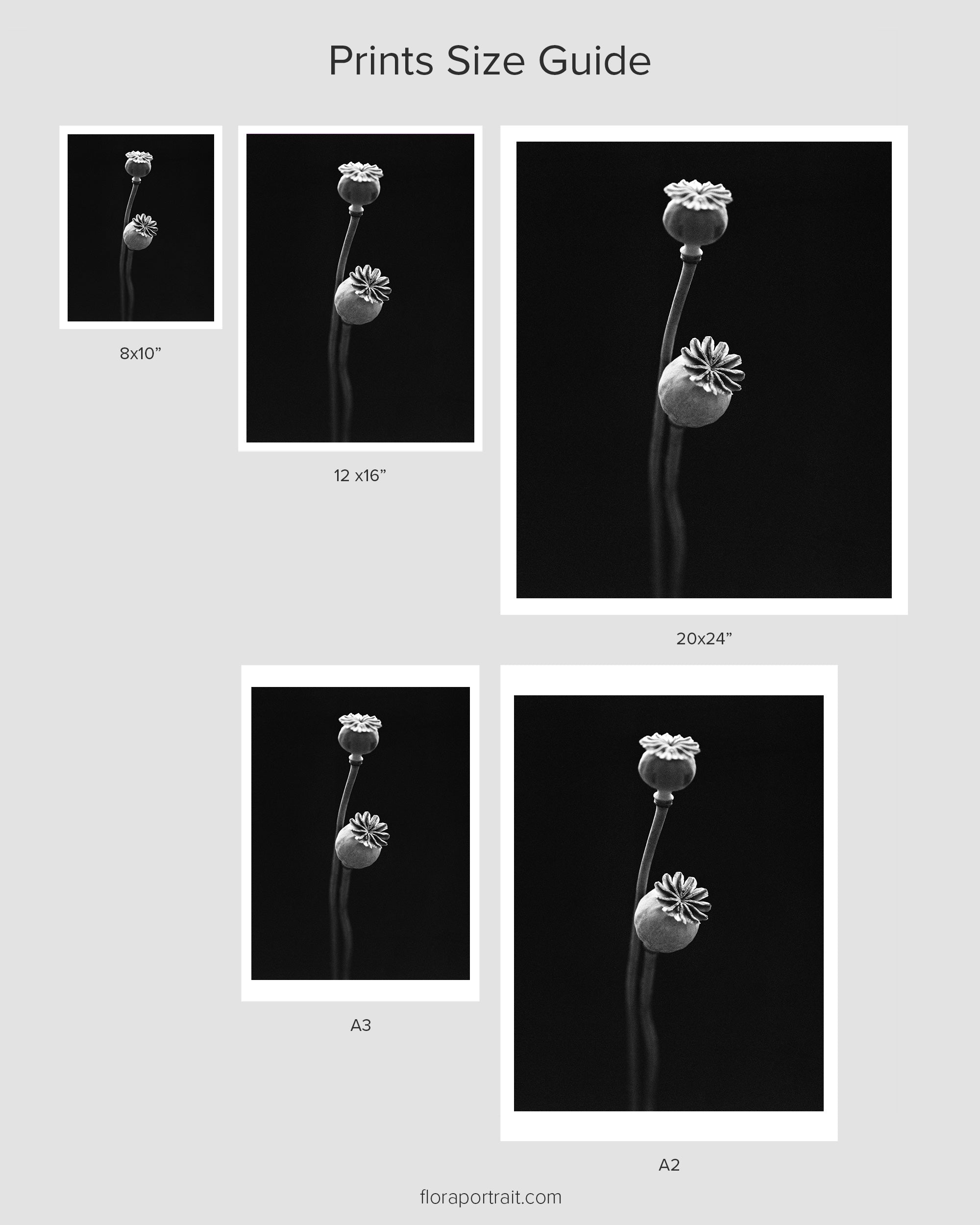 Garden Poppy II Fine Art Print