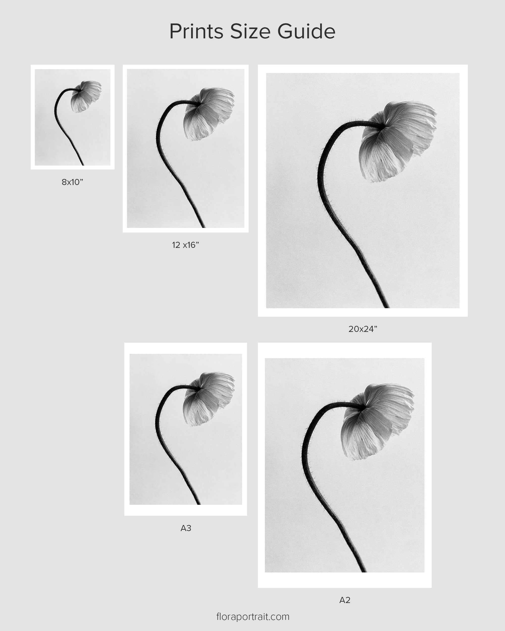 Icelandic Poppy I Fine Art Print