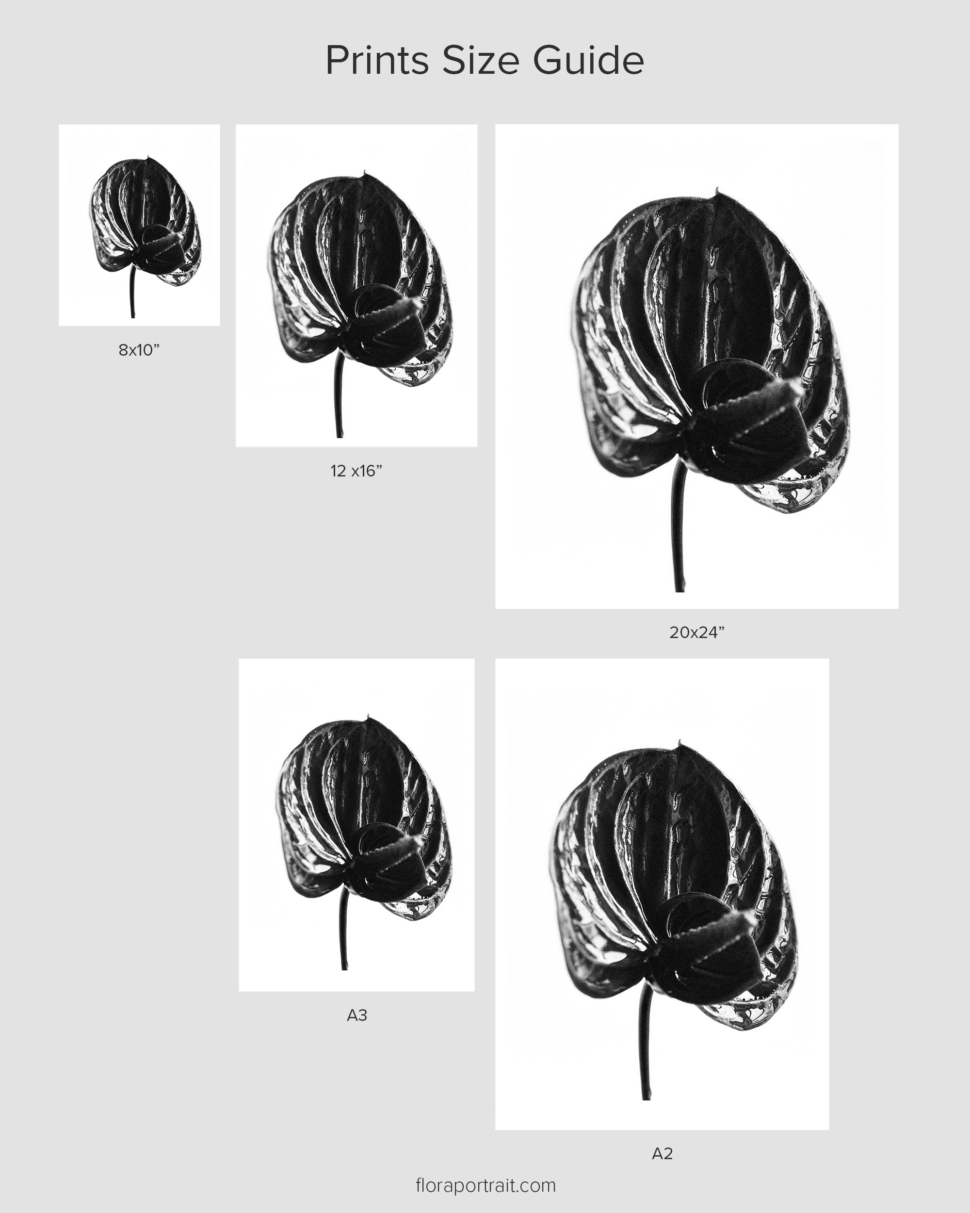 Red Anthurium I Fine Art Print