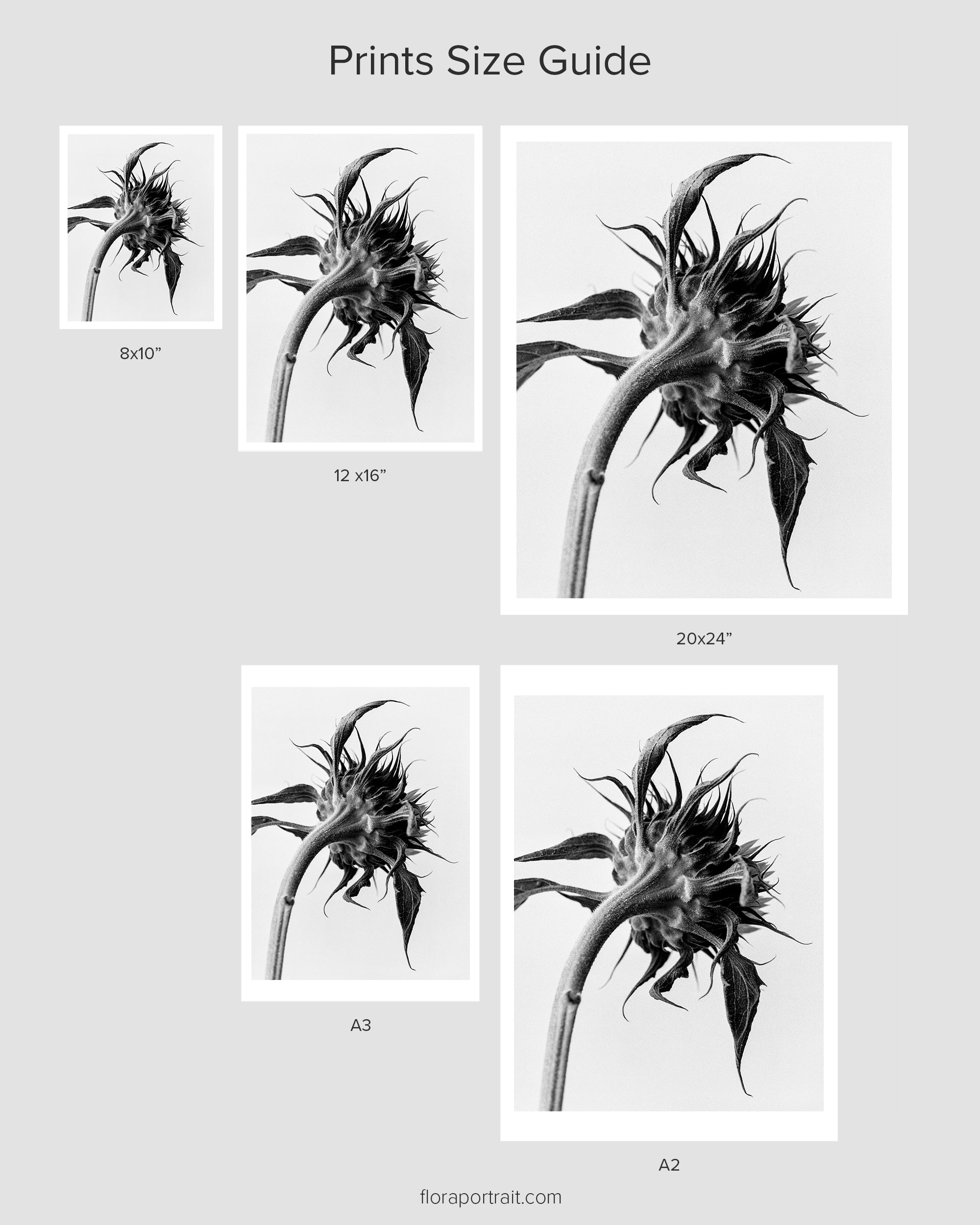 Sunflower Light I Fine Art Print