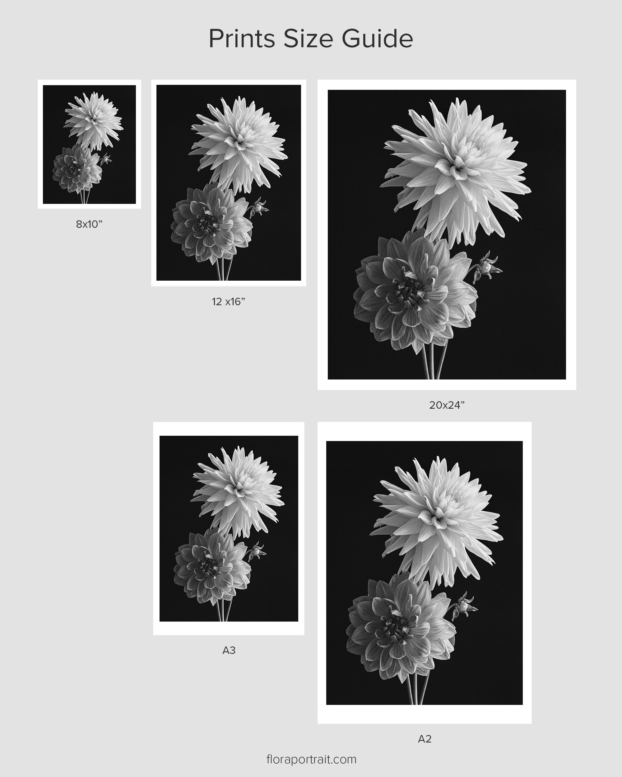Two Dahlias I Fine Art Print